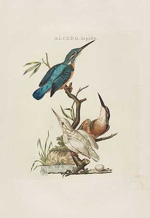 荷兰鸟。5卷，未装订在盒式磁带中，1770-1829年。-科内利乌斯·诺泽曼