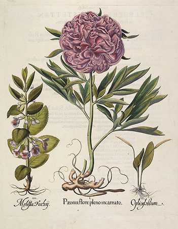 4 Kupferstiche（牡丹花/鸢尾花/Tripolium/朱丽叶），1613-1750年。-巴西利乌斯·贝斯勒