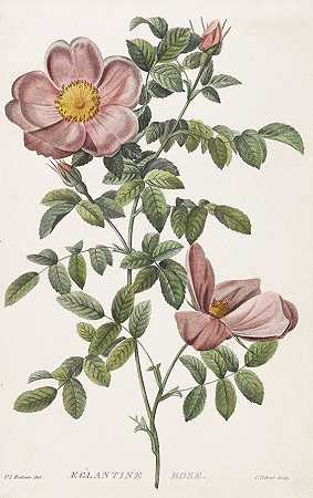 约700亿。玫瑰代表，1780-1830年。-罗森
