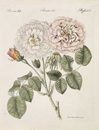 240亿。玫瑰代表，1730-1920年。-罗森