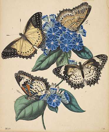 大约360°甲虫、飞蛾、蝴蝶，1780-1870年。-蝴蝶
