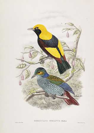 250亿1810-1890年左右，猎鸟和鸣禽，外来鸟类（奥杜邦、古尔德、塞尔比等）。-鸟