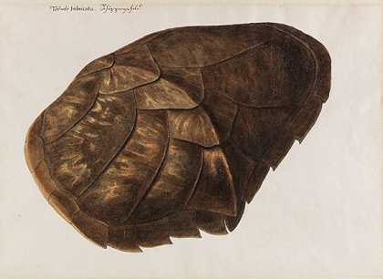 Testudo Imbrica，比例尺，约1770-1790年。-弗朗茨·安东·冯·谢德尔