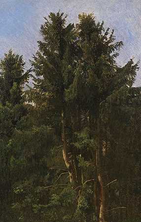 树木研究，森林灌丛中的高针叶树，大约1855/1860年。-克里斯蒂安·弗里德里希·吉尔