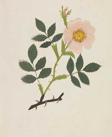 18世纪的花卉画册。-克里斯托夫·弗里德里希·尼古莱
