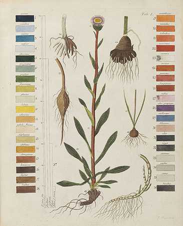 植物终端，1817年。-弗里德里希·戈特洛布·海恩