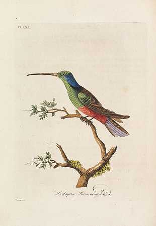 鸟类概述。10 Bände，1781-1801年。-约翰·莱瑟姆