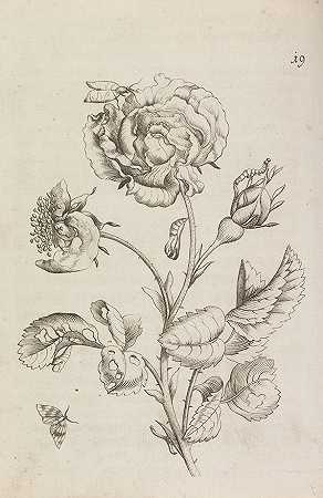 毛毛虫的奇妙转变，1679年。-玛丽亚·西比拉·梅里安