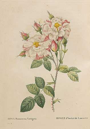 玫瑰。2卷3册，1824-1826年。-皮埃尔·约瑟夫害怕