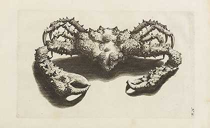 遗嘱之鱼的叙词库图像，1711年。-乔治·埃伯哈德·伦普夫