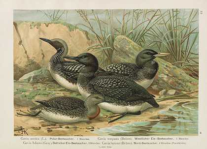 鸟类的自然历史。十二卷，1897-1905年。-约翰·弗里德里希·瑙曼