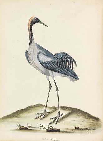 鸟类，1794-1800年。-威廉·海斯