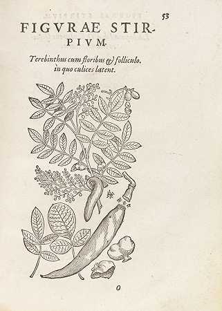 Vita Clarissima Philosophia et Medici，1566年。-康拉德·格斯纳