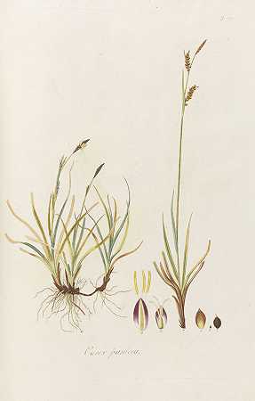 奥地利禾本科植物，1801年。-尼古拉斯·托马斯主持人