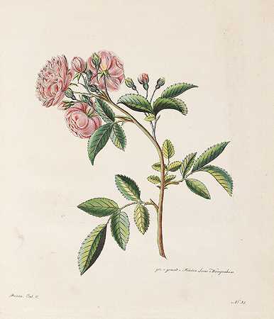 玫瑰。1卷2份，1802-1820。-Karl Gottlob Rössig先生