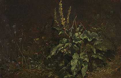 多年生植物（皇家蜡烛和草），约1845/1850年。-卡尔·施皮茨韦格