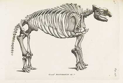化石骨骼研究。7 BDE.，1825-乔治·居维叶