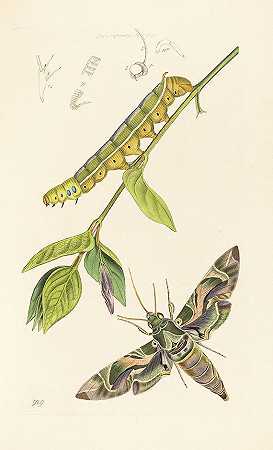 英国昆虫学，16 Bände。，1824-1840年。-约翰·柯蒂斯