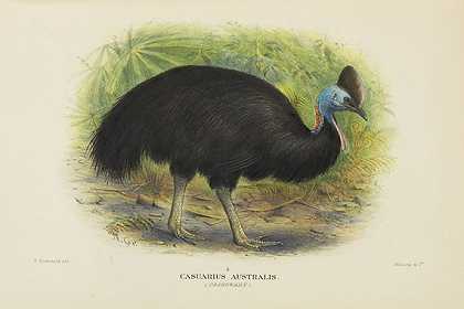 澳大利亚鸟类。12 Bände，1910-1927年。-格雷戈里·麦卡利斯特·马修斯