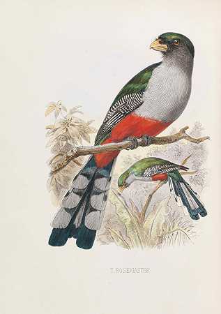 《海地和圣多明各的鸟》，1884-85年。-查尔斯·B·科里