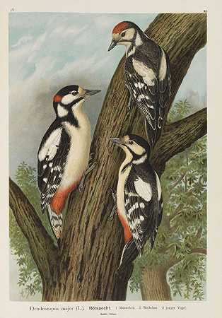 鸟类的自然历史。十二卷，1897-1905年。-约翰·安德烈亚斯·瑙曼