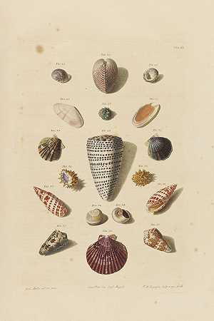 精选蜗牛，1758年。-弗朗茨·迈克尔·雷根福