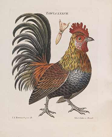 《鸟类元素》，1774年。-雅各布·克里斯蒂安·谢弗