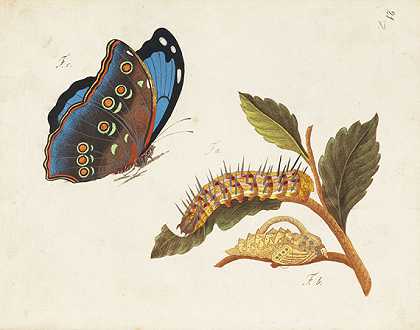 国内外蝴蝶描述，1805-06年。-蝴蝶