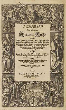 《新草药全书》，1664年。-雅各布·西奥多·塔伯纳蒙塔努斯