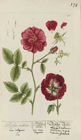 植物标本馆，佩妮。I-V两卷（仅面板）。，1750-73.-伊丽莎白·布莱克韦尔