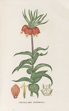 法国植物。9 Bände，1808-1822年。-Jean H.Jaume圣希拉尔