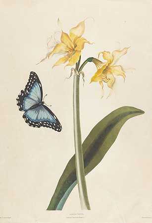 六角植物选集（片段mit ca.40 Bl.），1831-34。-普里西拉·苏珊·布里