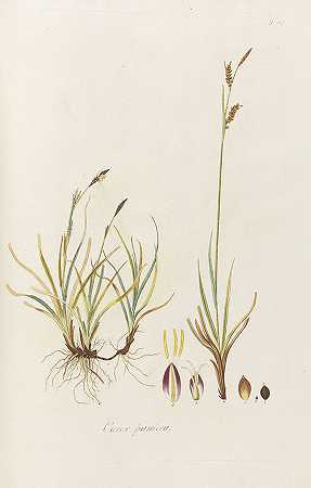 澳大利亚禾本科植物，1801年。-尼古拉斯·托马斯主持人