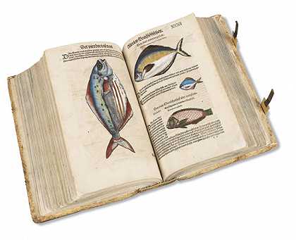 鸟书，鱼书。2合1卷，1582。-康拉德·格斯纳