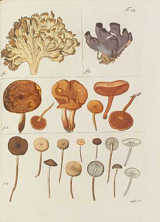澳大利亚植物志，1778年。-尼古拉斯·约瑟夫·杰奎因