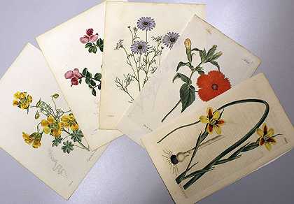 约700 Bl。Blumen（柯蒂斯、莫德、植物橱柜、女士Flowergarden等）。，18001850-花卉和植物