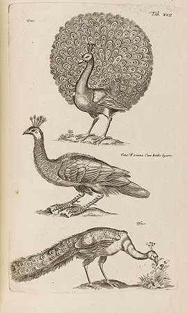鸟类，1795年。-鸟类