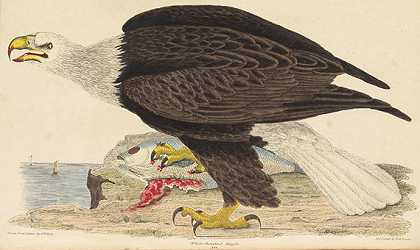 美国鸟类学。3Bde。，1832-亚历山大·威尔逊
