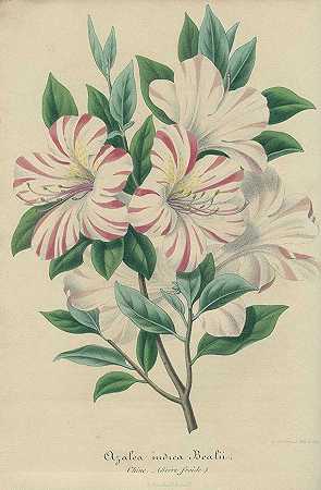 法国植物学和自然史。下午28点，1752-植物学