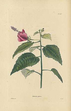 英国植物学。公元前14年。，18151890-植物学