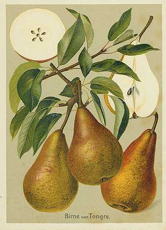 德国的水果品种。28本小册子，19051933。-德国的水果品种