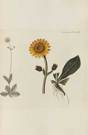 弗洛拉·丹妮卡。5 B。1761-丹麦之花