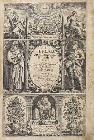《药草》。1633-约翰·斯特朗