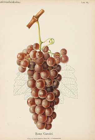 餐桌葡萄栽培手册。1894-鲁道夫·歌德