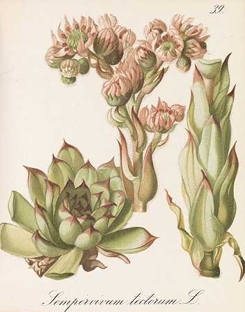 高山植物。1880-84.4卷。-费迪南德·格拉夫