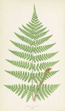 蕨类植物+约翰逊，弗恩斯+1贝格。，祖斯。4 Bde。1855-67, 1867.-爱德华·约瑟夫·洛