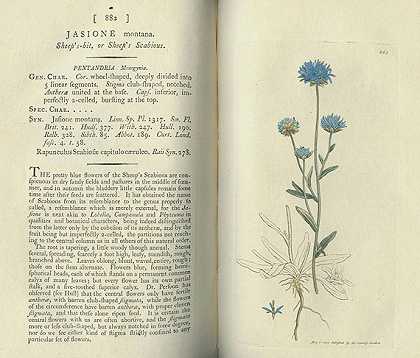 史密斯，英国植物学。7 Bde。1801-12, 1832.-詹姆斯·索尔比