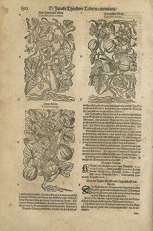 草药书。第2卷，1613-雅各布·西奥多·塔伯纳蒙塔努斯