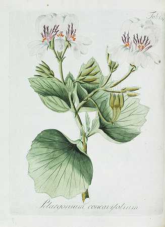 埃里卡鲁姆。1798.2年。植物采集。1805-约翰·克里斯托夫·温德兰