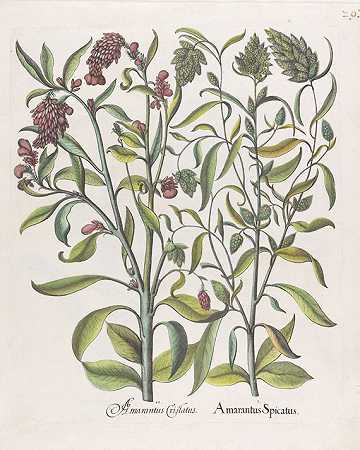 230亿。颜色来自Hortus Eystettensis的花铜，加上文本bl。，1613-花卉和植物